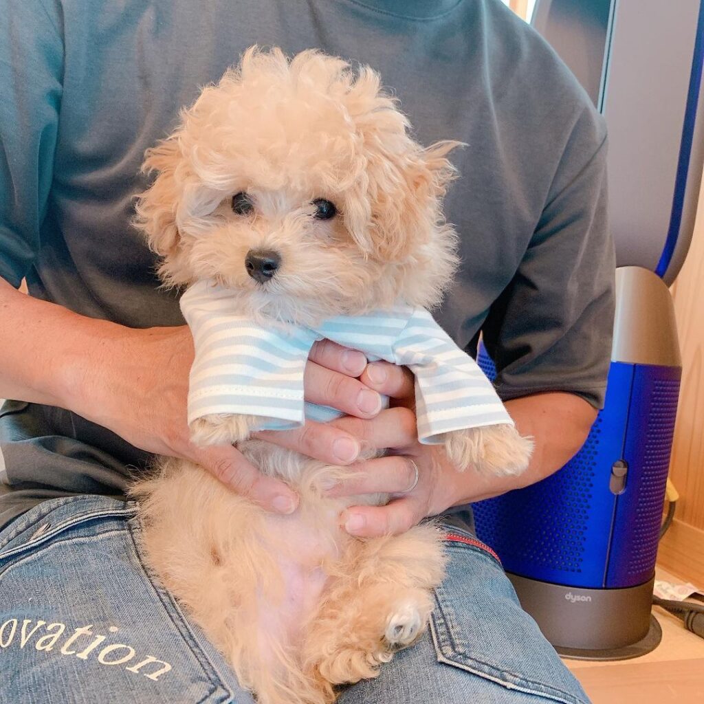 daisy (11) daisy the Maltipoo