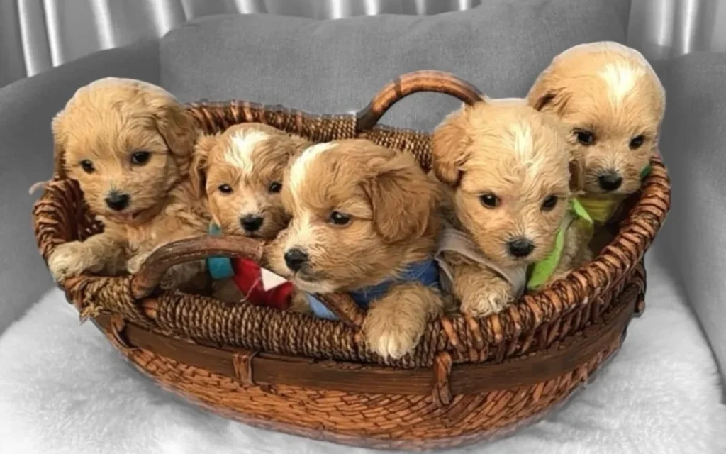 Service Maltipoo puppies eating kibble from a ceramic food bowl