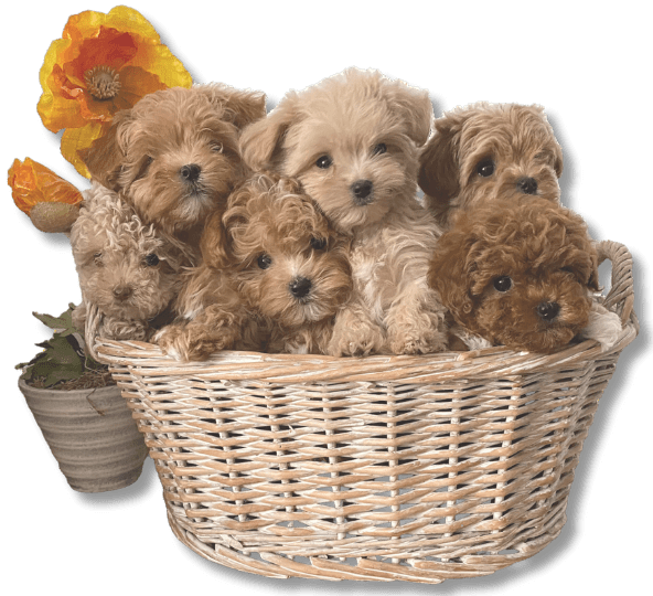 Maltipoo Puppies In A Basket E1712259621732