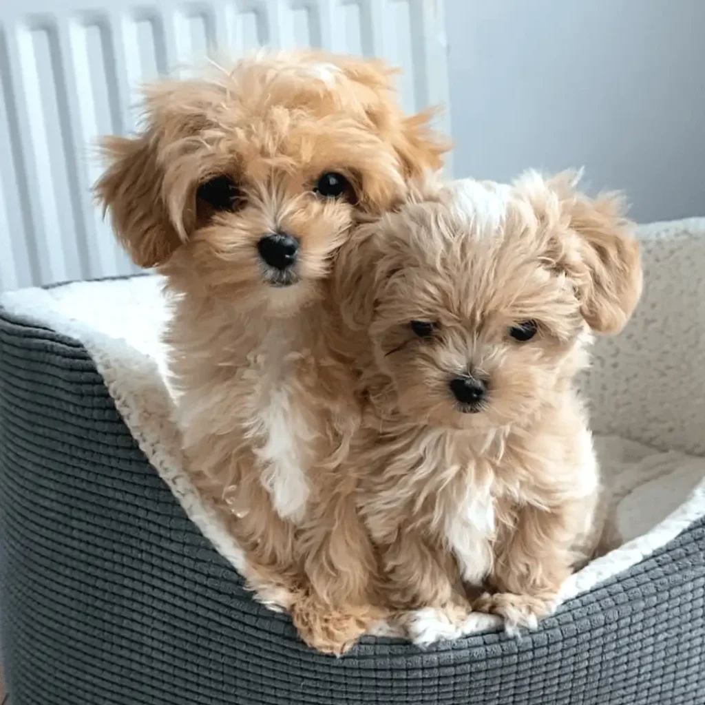 Adorable maltipoo for sale near me — playful puppies waiting for their forever home