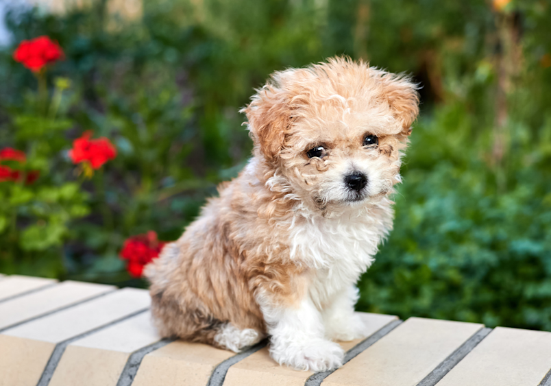 Maltipoo Puppy