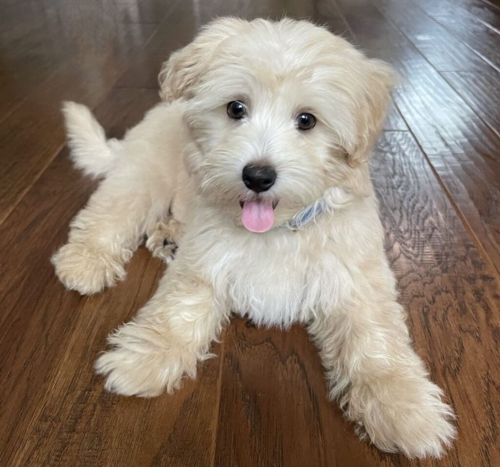 oscar (23) oscar (23)