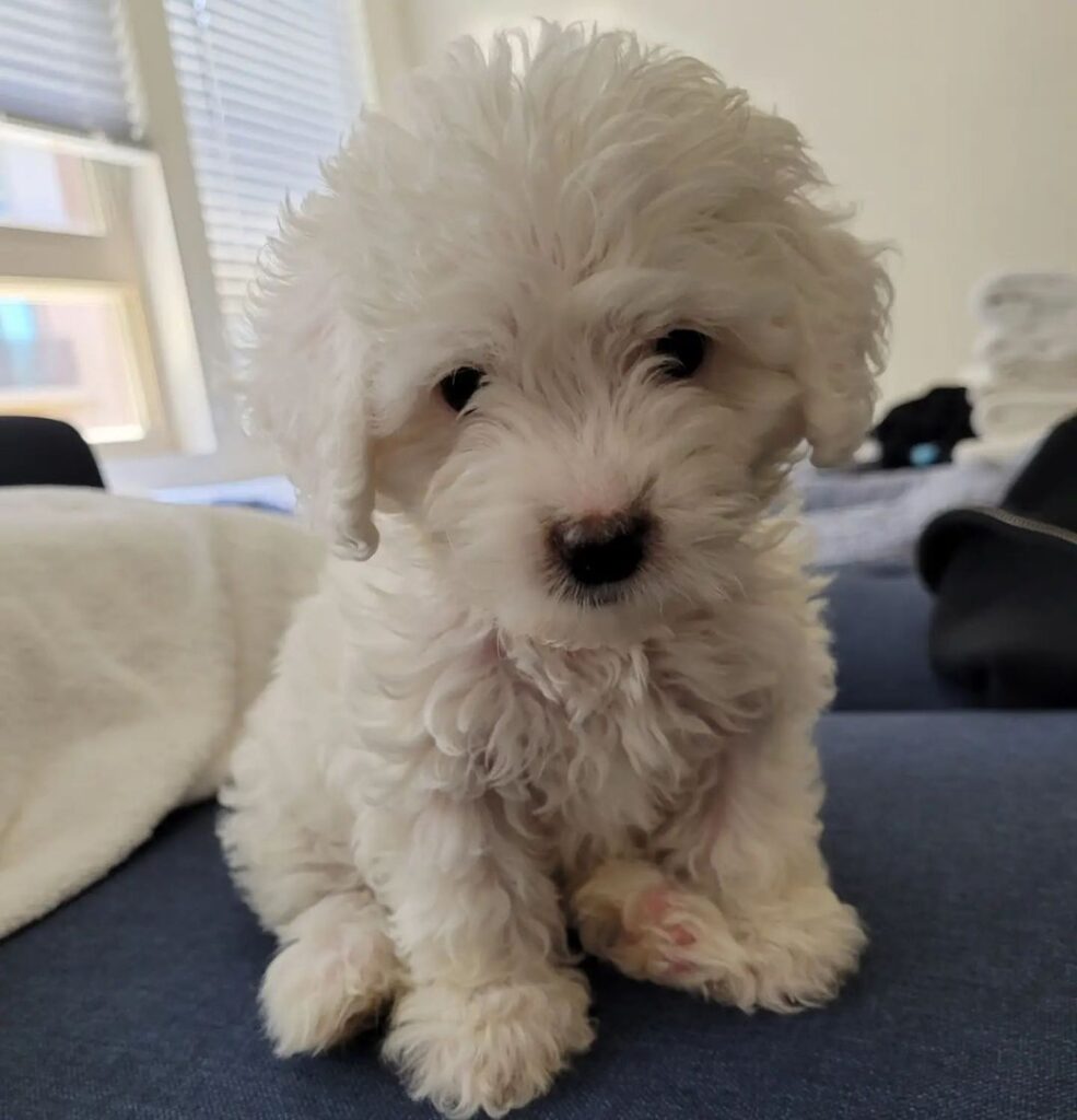 rosie (14) rosie the Maltipoo