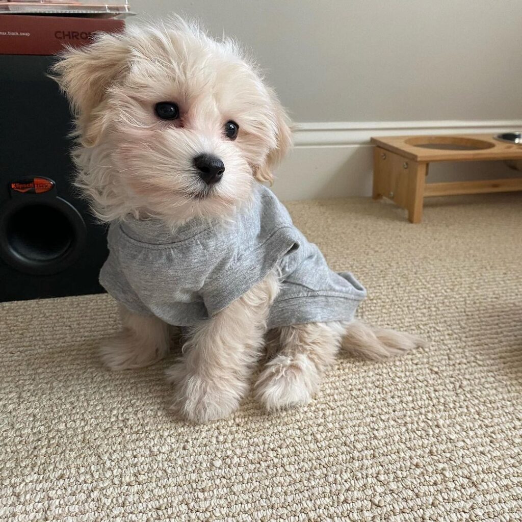 sophie (1) sophie (1)