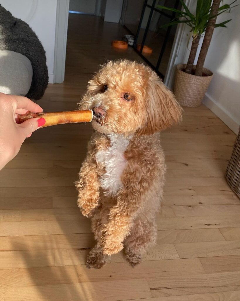 cosmo (18) cosmo (18)