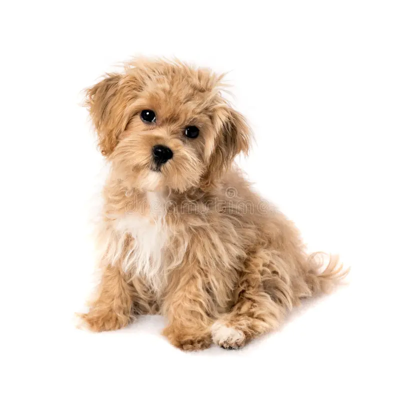 Adorable teacup maltipoo for sale — tiny, playful puppies ready for their forever home