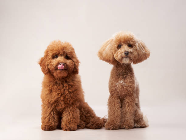 Service Mother Maltese nursing her Maltipoo puppies in a clean whelping box