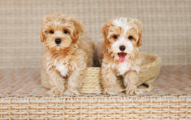 Healthy maltipoo puppies for sale near me — playful and ready for their forever home