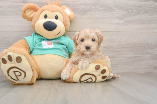 Maltipoo Heartly 19474612909812470