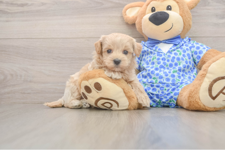Sweet Maltipoo puppies with dark eyes and fluffy hypoallergenic fur