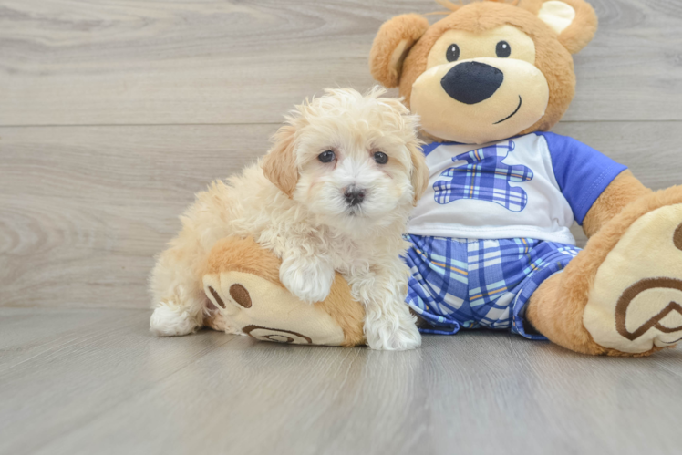 maltipoo lawson 15301739108712531