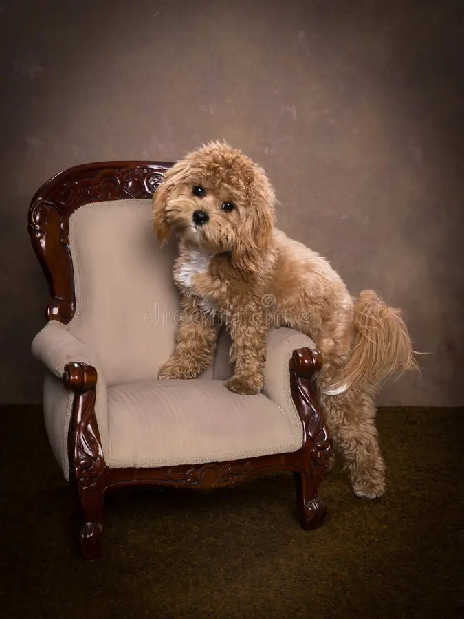 Healthy maltipoo puppies for sale enjoying playtime with a plush toy