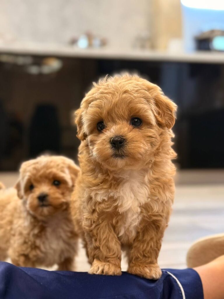 Litter of maltipoo puppies for sale playing together in a cozy home setting